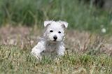 WESTIE 069